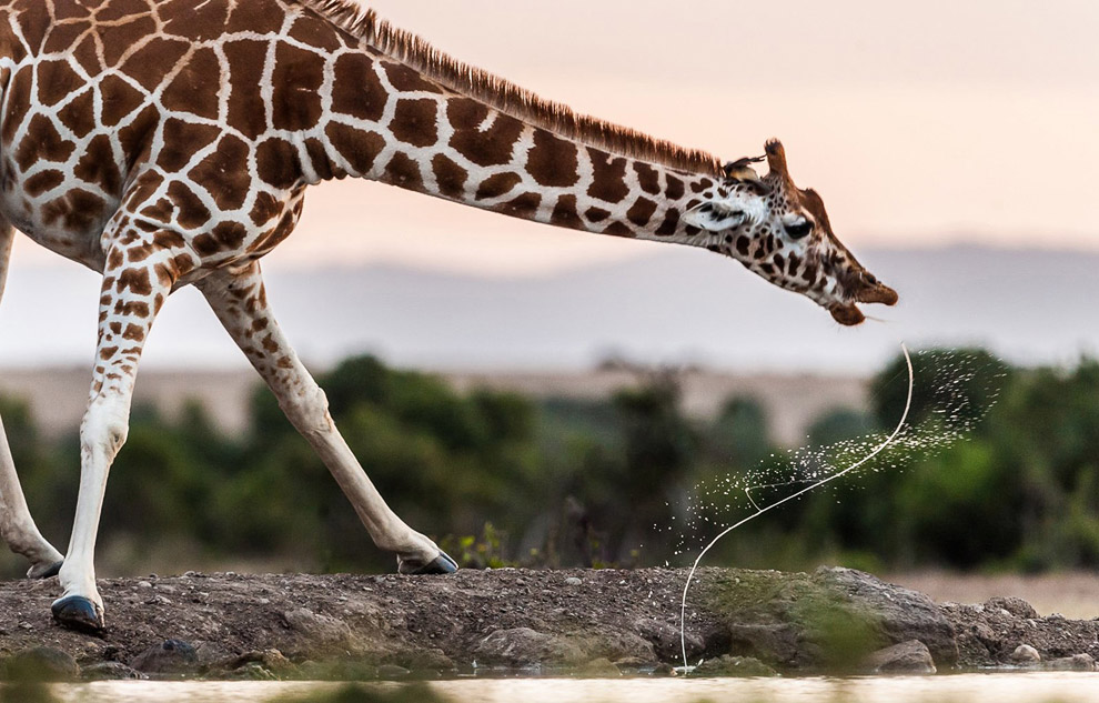 Жираф на водопое, Кения