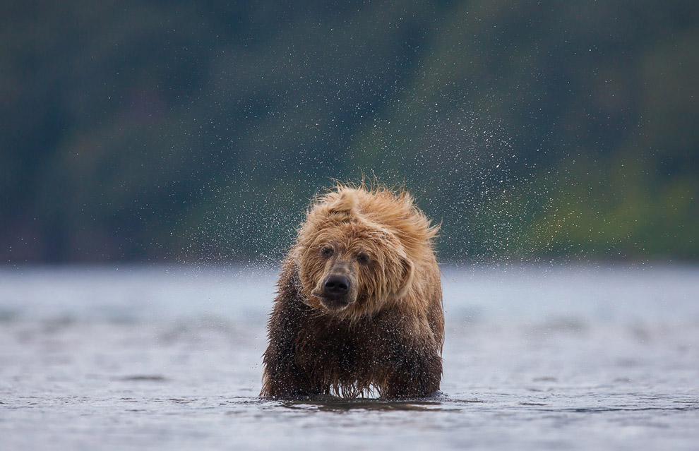 Бурый медведь стряхивает воду, Камчатка