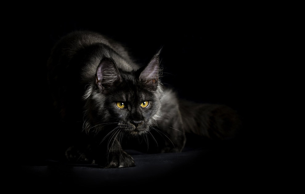 Портрет черного кота породы мейн-кун