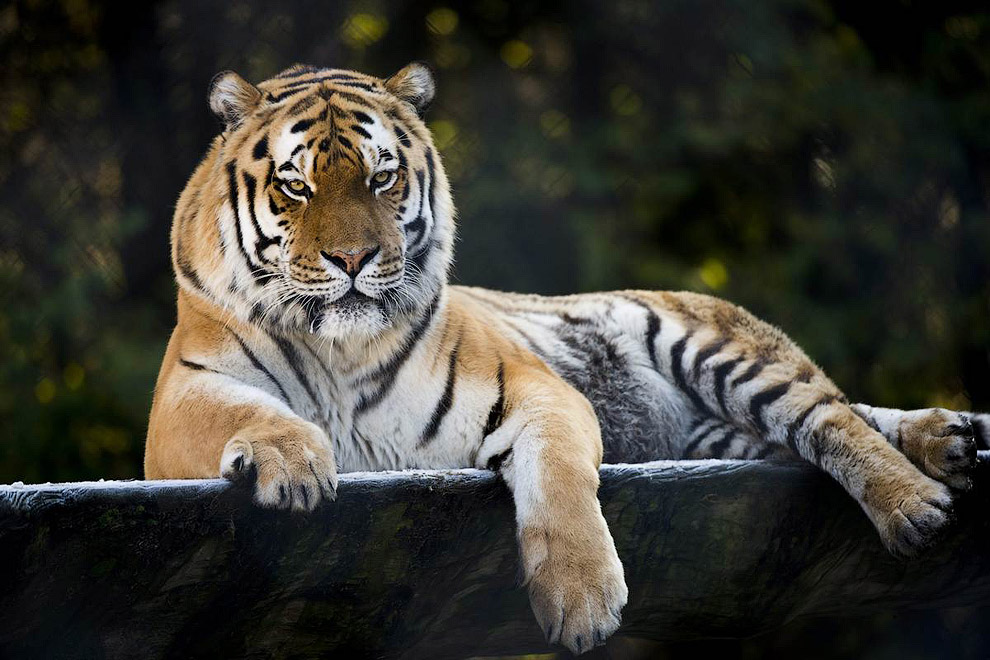 Амурский тигр отдыхает в зоопарке в Швейцарии