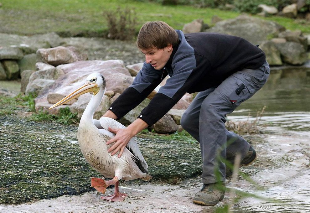 Работник зоопарка ловит пеликана. Гельзенкирхен, Германия