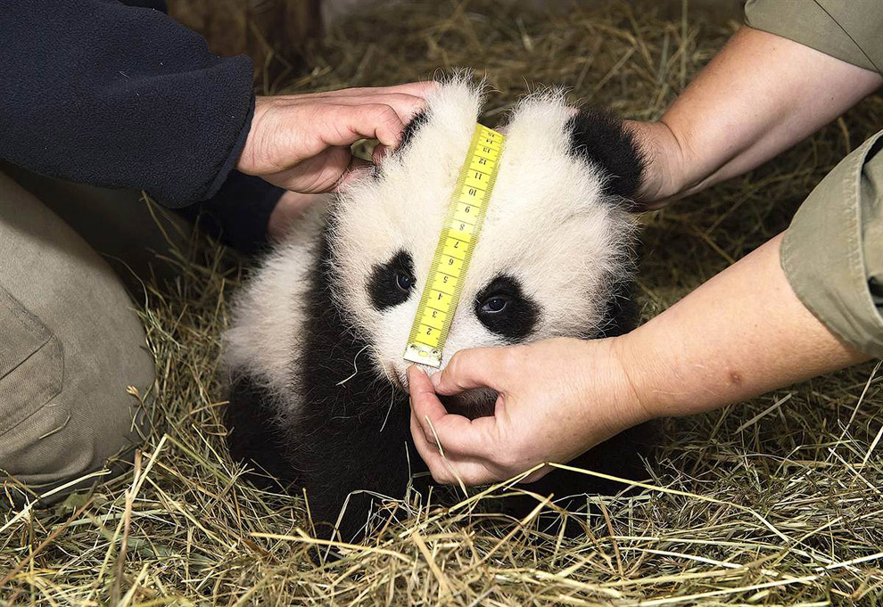 2-месячную панду измеряют в зоопарке Вены