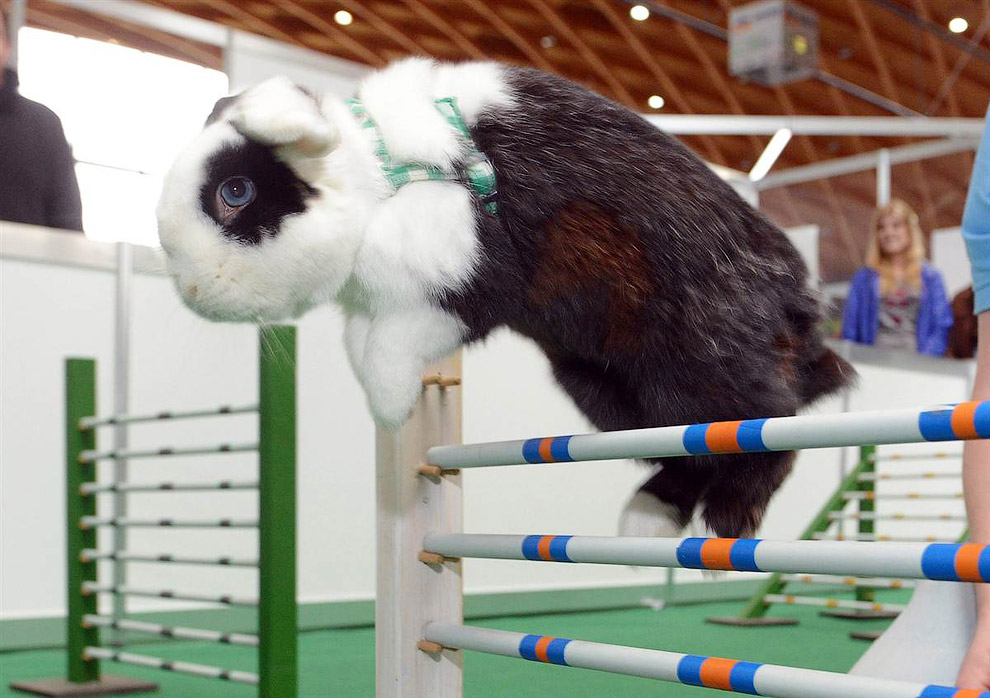 Кролик во время прыжка через препятствие на ярмарке домашних животных в Карлсруэ, Германия
