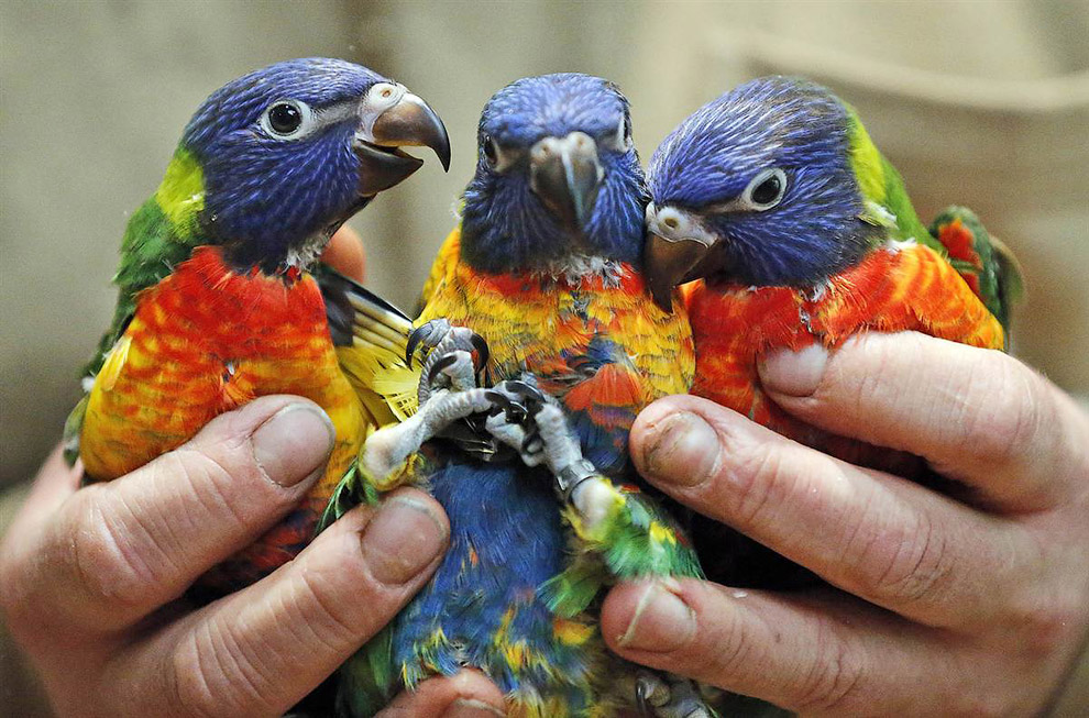 Три 2-месячных разноцветных попугайчика из зоопарка в Дуйсбурге, Германия