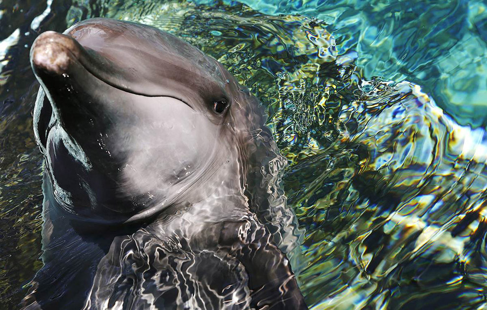 Дельфин из Морского парка в Сингапуре