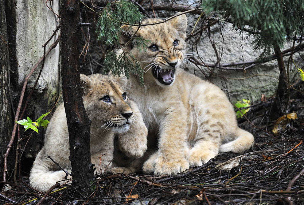 Показ журналистам маленьких львят в зоопарке в Оломоуце, Чехия