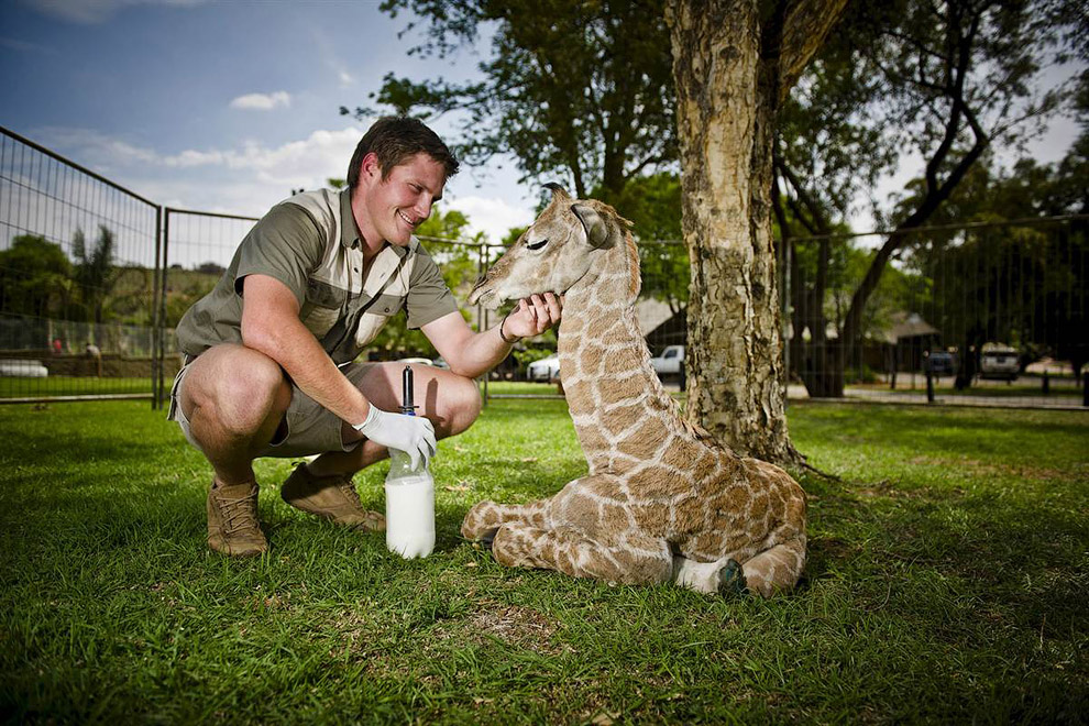5-дневный жираф из Южной Африки