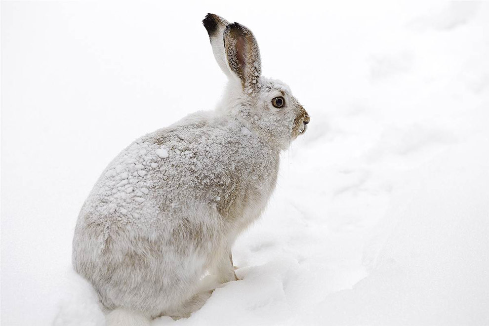 Заяц во время снегопада в Эдмонтоне, Канада