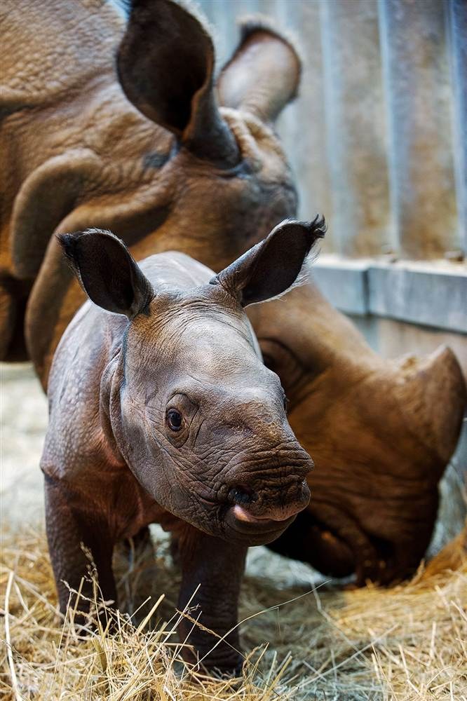 Индийские носороги из города Боваль во Франции