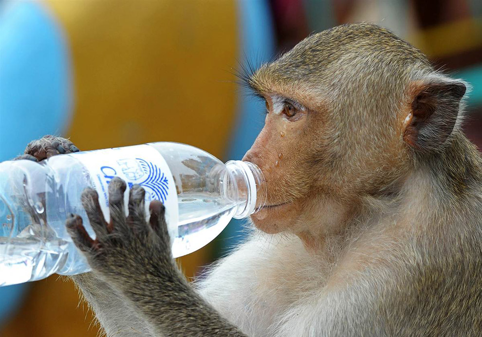 Обезьяна пьет чистую воду недалеко от Бангкока