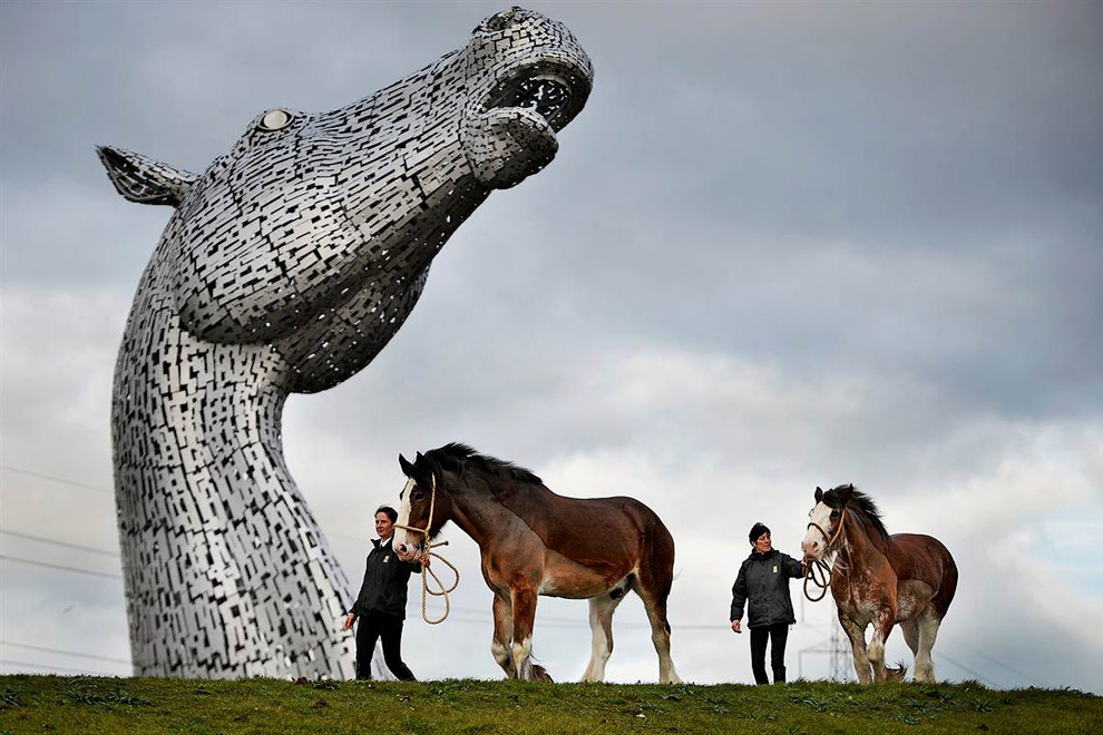 Лошади-тяжеловозы породы Клейдесдаль (шотландская хладнокровная лошадь)