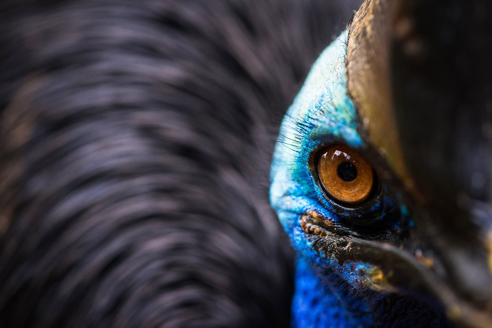 Портрет казуара — крупной нелетающей птицы, Джакарта