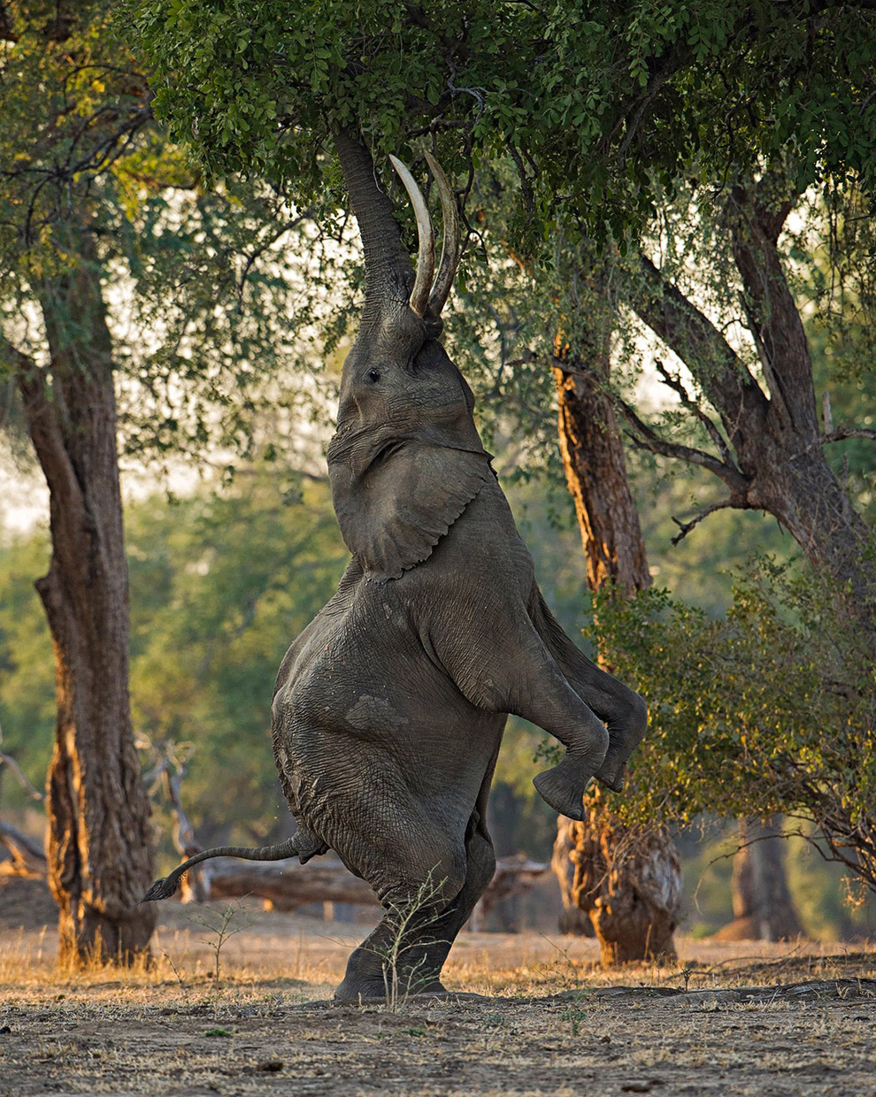 Слон в Зимбабве