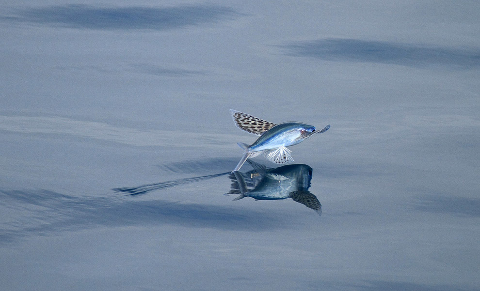 Летучая рыба Cypselurus poecilopterus