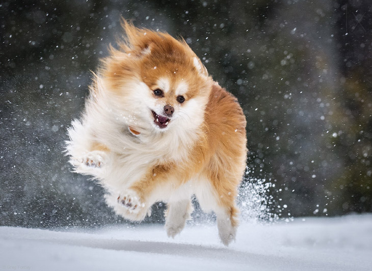 «Снежная» собака