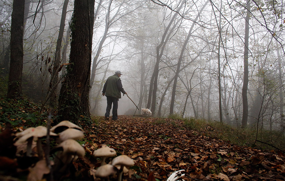 66-летний итальянский охотник за трюфелями Эцио Коста