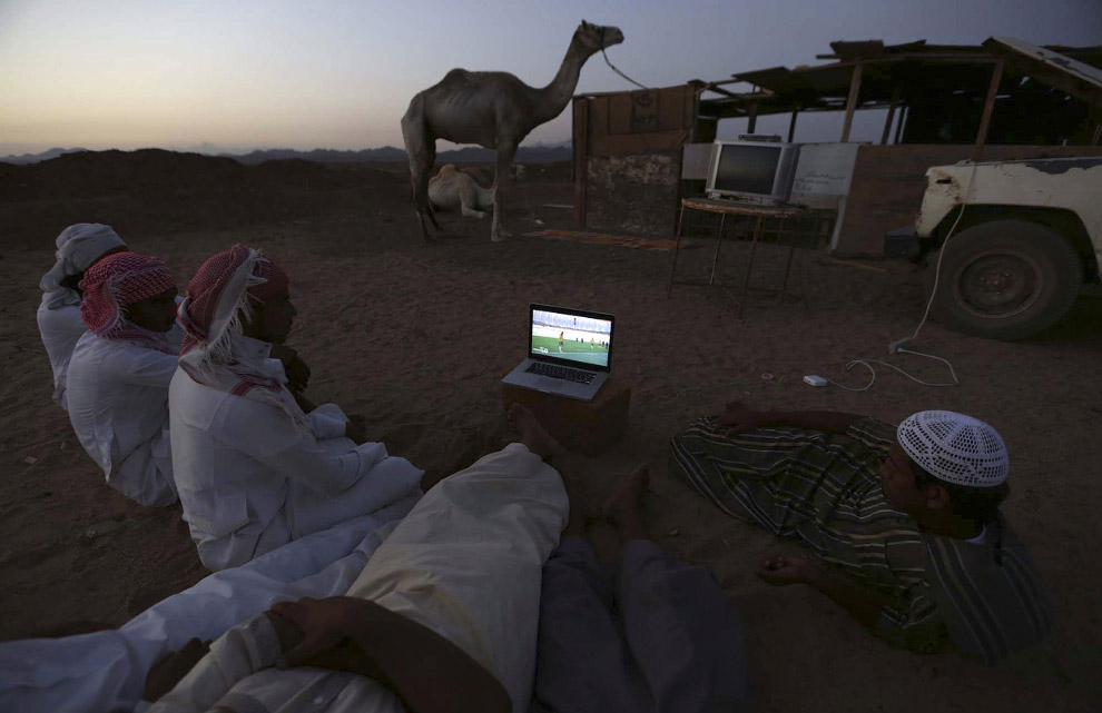 Просмотр матча Нидерланды-Австралия на верблюжьем рынке в Саудовской Аравии