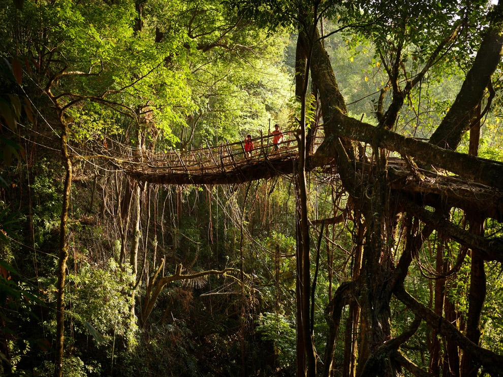 Мост состоит из бамбукового каркаса, который обвязывают корнями каучуковых деревьев