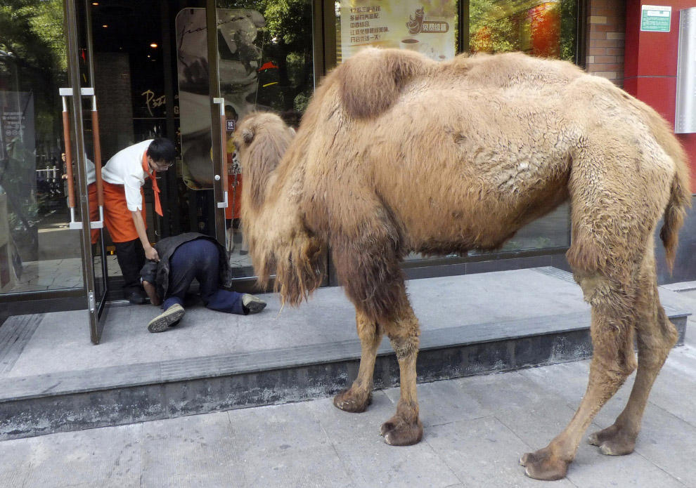 Новая тенденция в провинции Чжэцзян — нищие с верблюдами, которые просят милостыню в сфере услуг