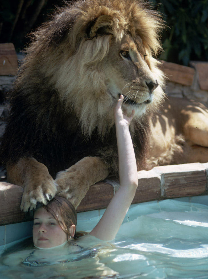 Мелани Гриффит в бассейне со львом