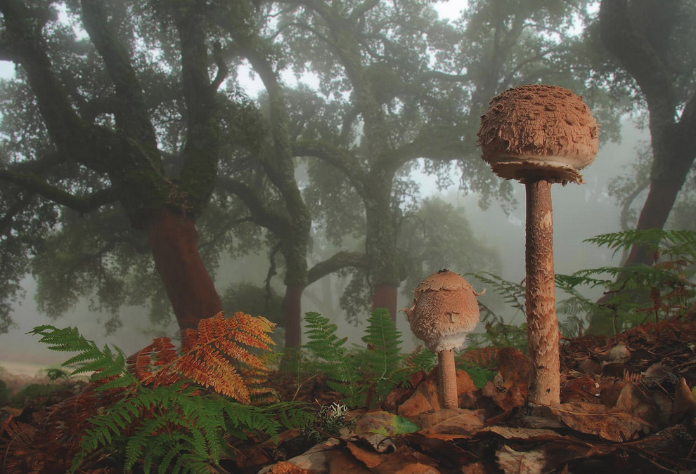Лепиота, или чешуйница — род грибов семейства Шампиньоновые