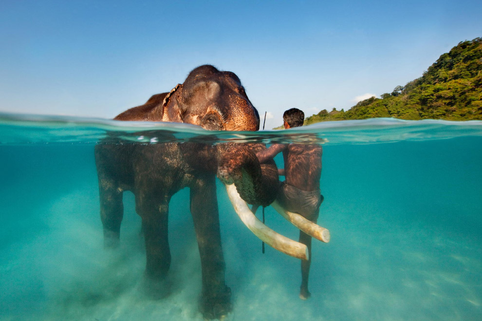 Морская прогулка со слоном