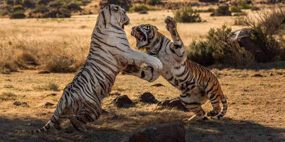 Битва тигров