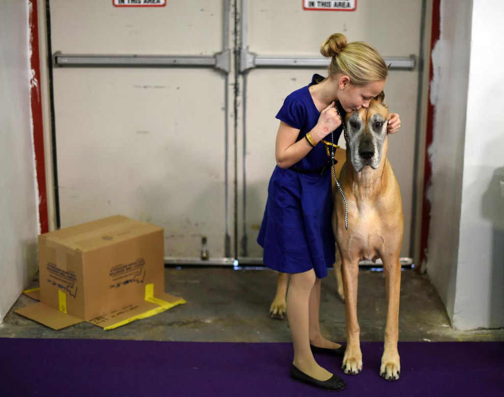   Westminster Kennel Club 2015