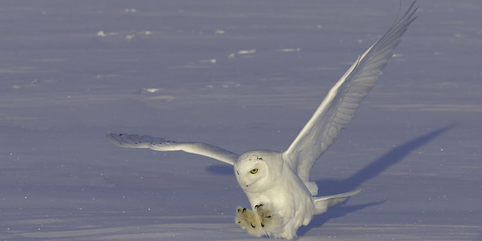 Охота полярной совы