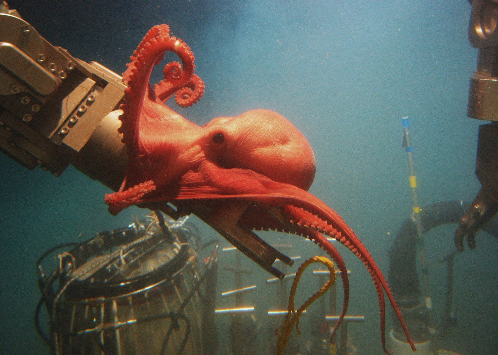 Храбрый осьминог борется с исследовательским оборудованием агентства