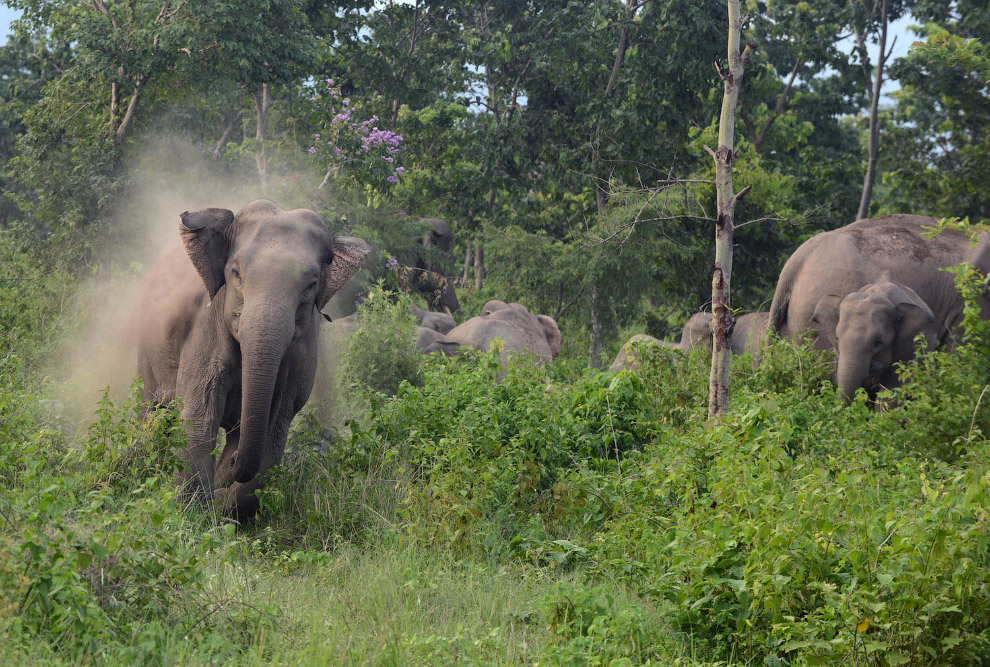 Местные жители в Индии пытались отпугнуть с территории стадо диких слонов, и вот один их них вышел из себя