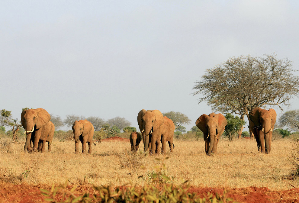 Стадо слонов в Национальном парке Тсаво Ист в Кении