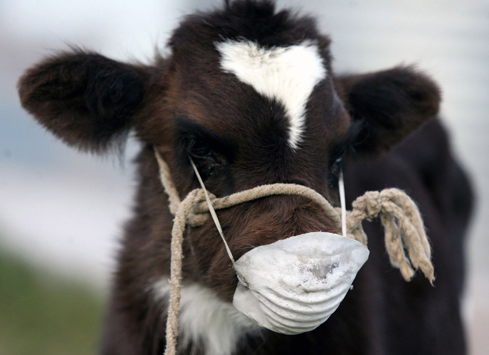 Коровы заботятся о своем здоровье и носят маски во время извержения вулканов