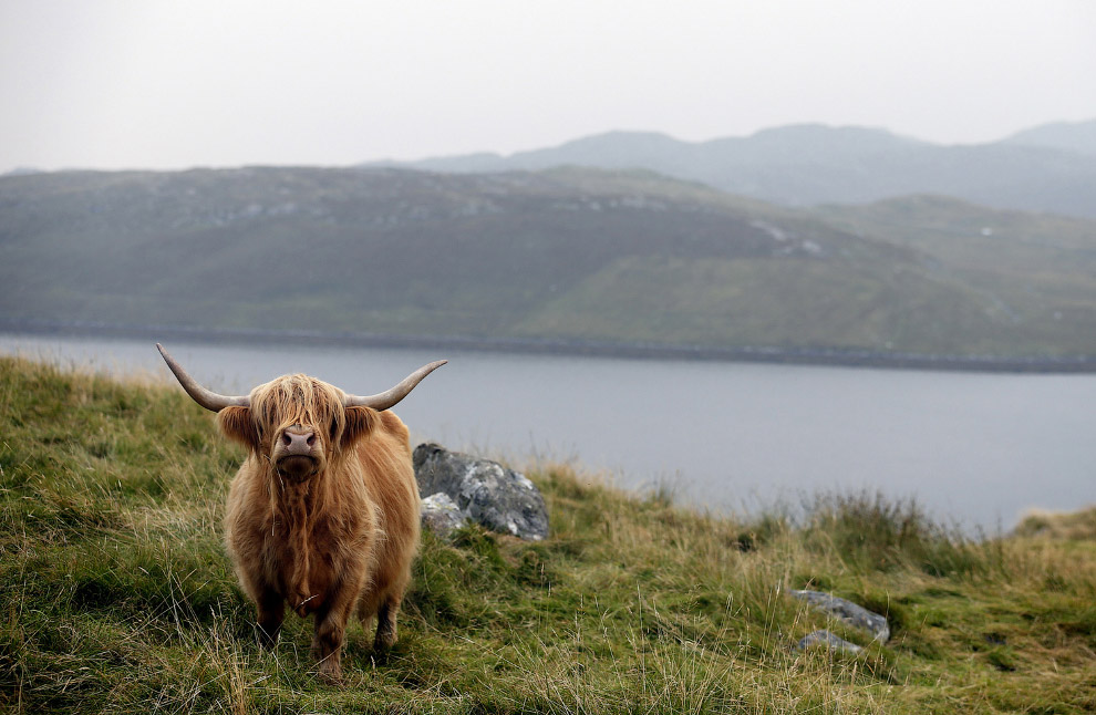 Шотландская высокогорная корова