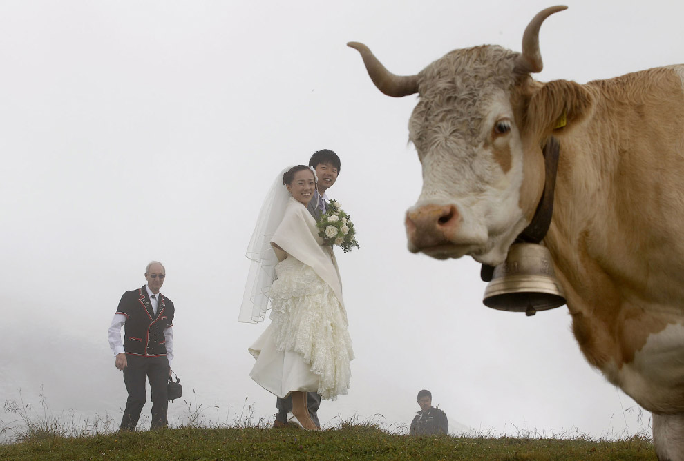 Коровы отлично смотрятся в свадебной фотографии