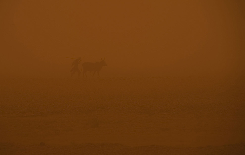 Во время песчаной бури корова всегда укажет верный путь