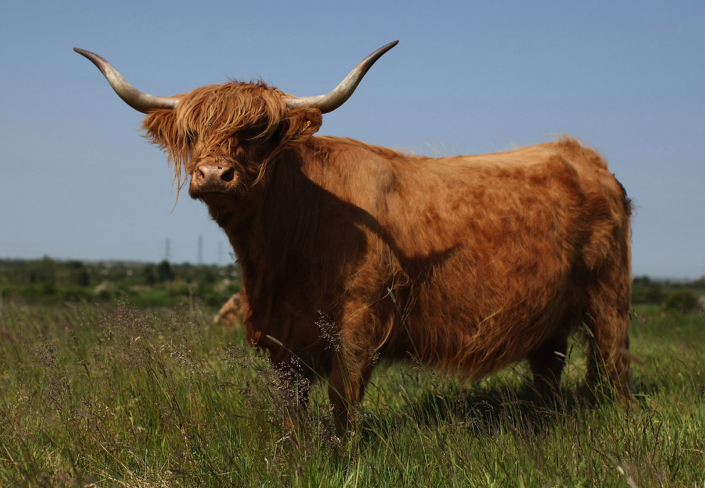 Шотландская высокогорная корова во всей красе