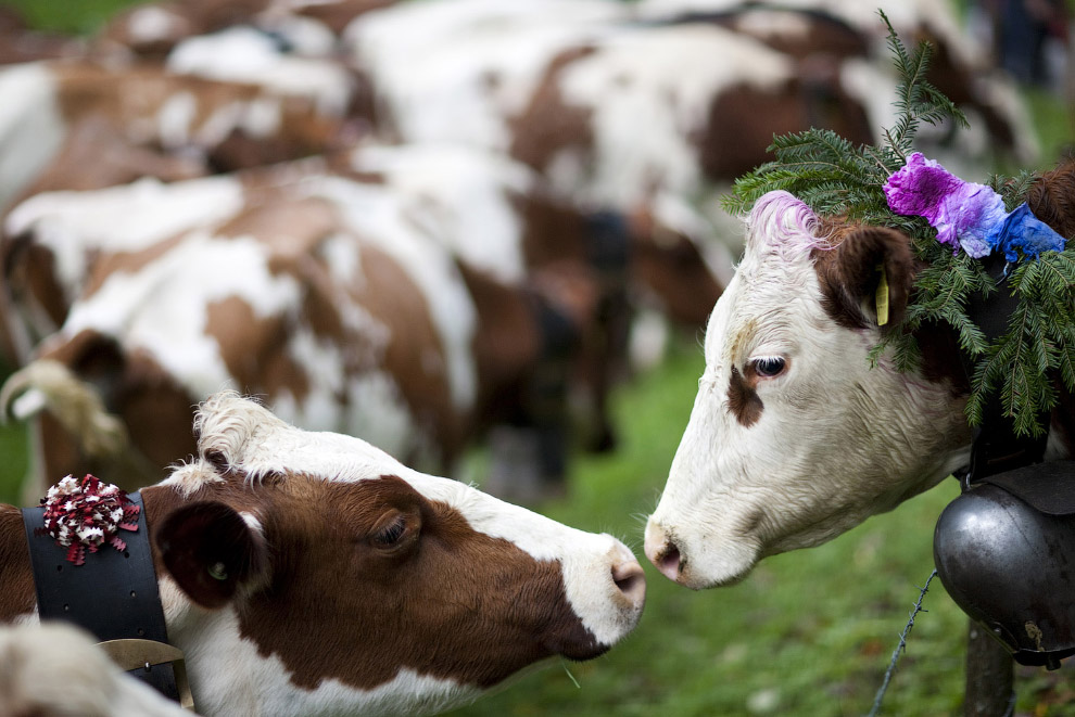 Коровы очень романтичны