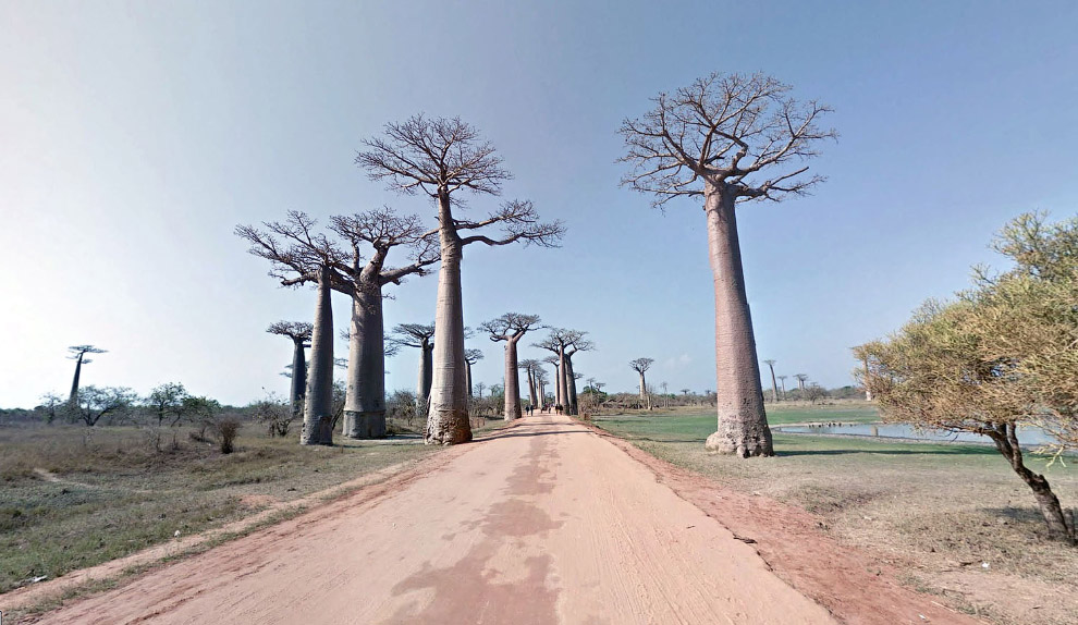 Дорога баобабов на Мадагаскаре