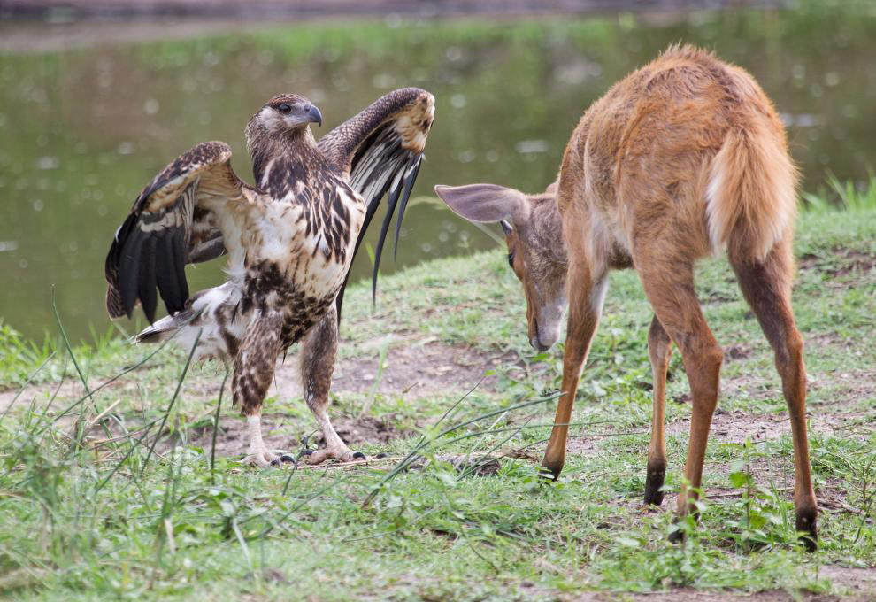 Несовершеннолетний орел и молодой олень в Национальном парке Крюгера в Южной Африке