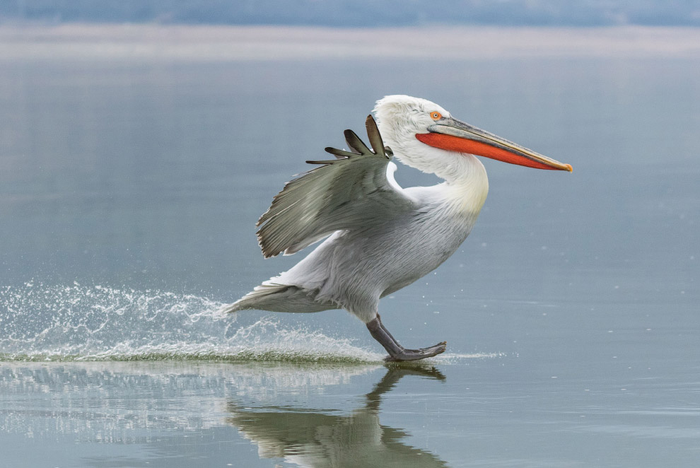 Мягкая посадка на воду кудрявого пеликана