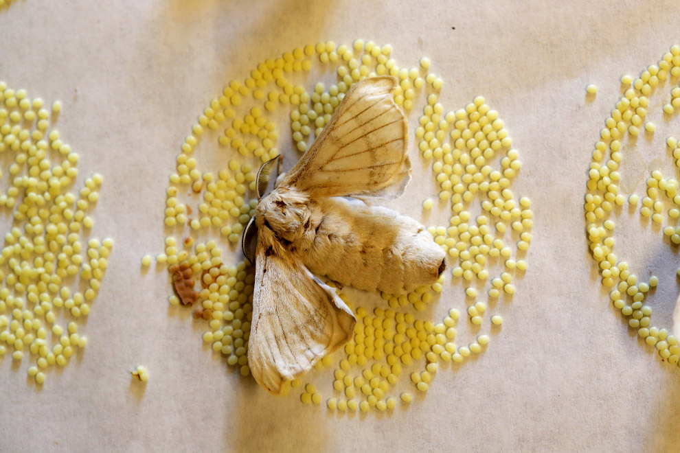 Тутовый шелкопряд и яйца бабочки