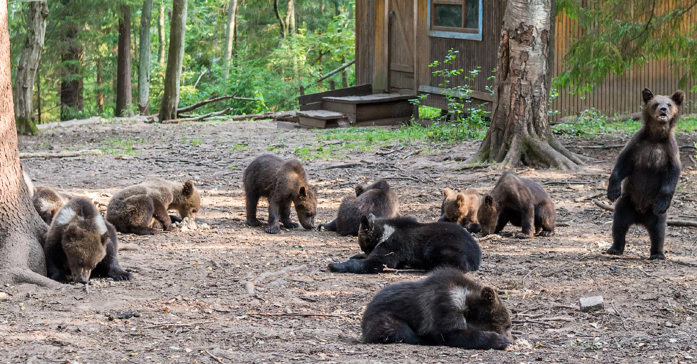 Центр спасения медведей в Тверской области - фото 10