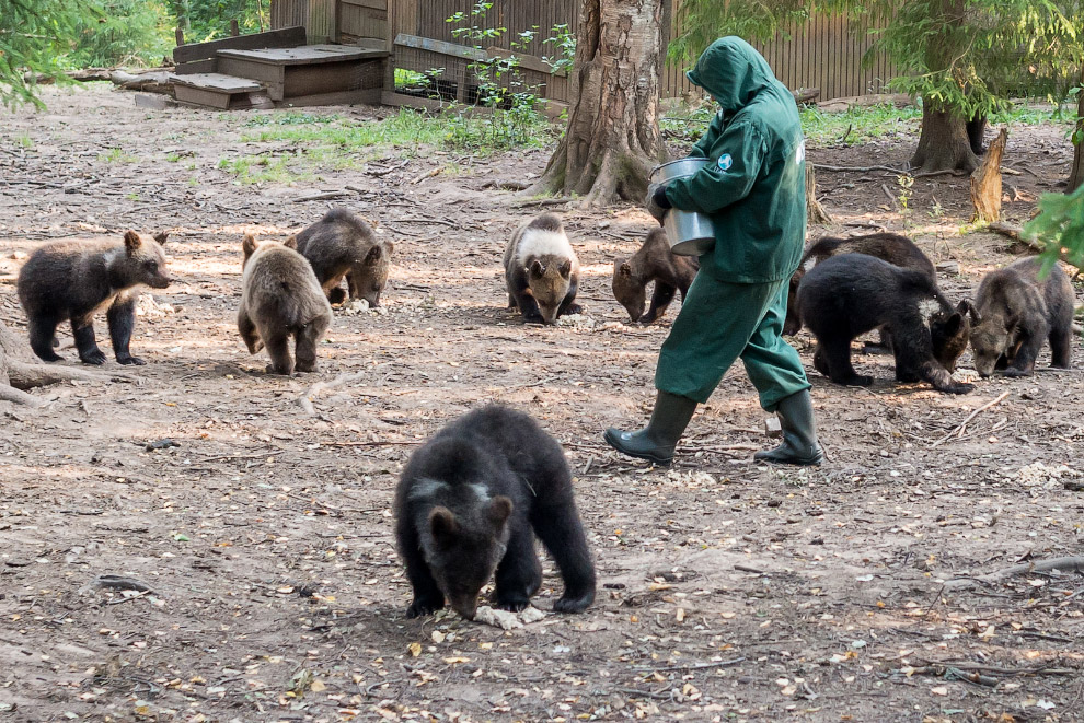 Центр спасения медведей в Тверской области - фото 14
