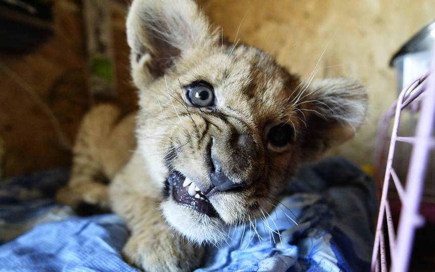 Рычащий львенок в семейном мини-зоопарке Екатерины и Юрия Зотовых, который открылся в конце минувшего года в селе Борисовка под Уссурийском