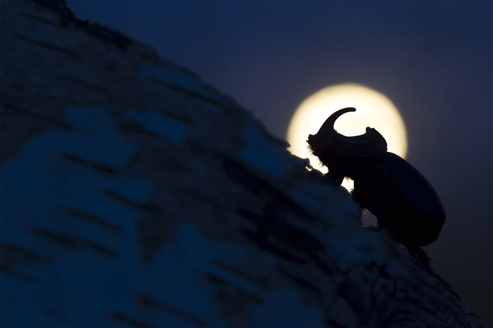 Жучок-носорог, ночь и Луна