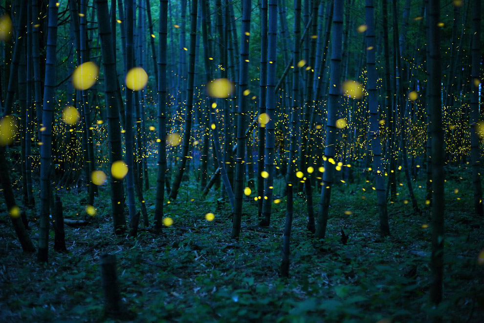 Светлячки в бамбуковом лесу