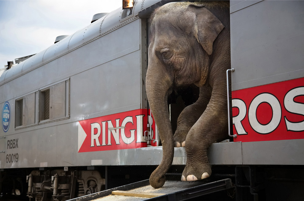 Особенности перевозки цирковых слонов
