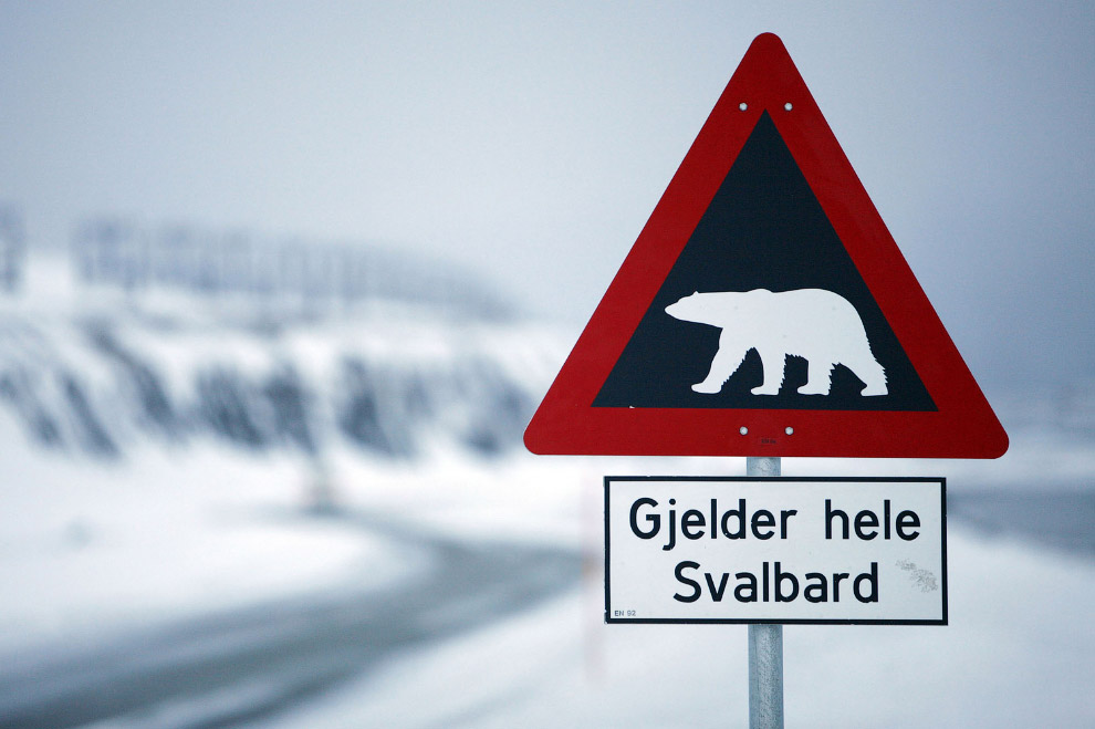 Знак, предупреждающий об опасности встречи с белыми медведями