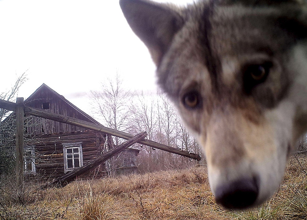 Любопытный чернобыльский волк